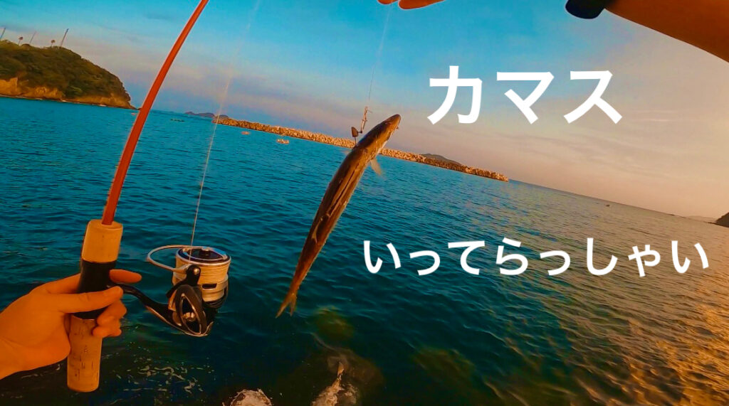 鱒レンジャーでカマスの泳がせ釣りしてみたら・・・